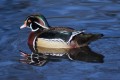 Wood Duck